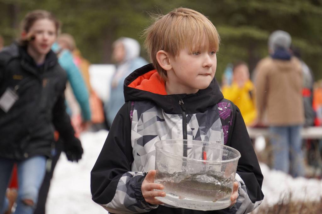 An elementary student prepares to stock rainbow trout in Johnson Lake during Salmon Celebration on Wednesday, May 10, 2023, at Johnson Lake in Kasilof, Alaska. (Jake Dye/Peninsula Clarion)