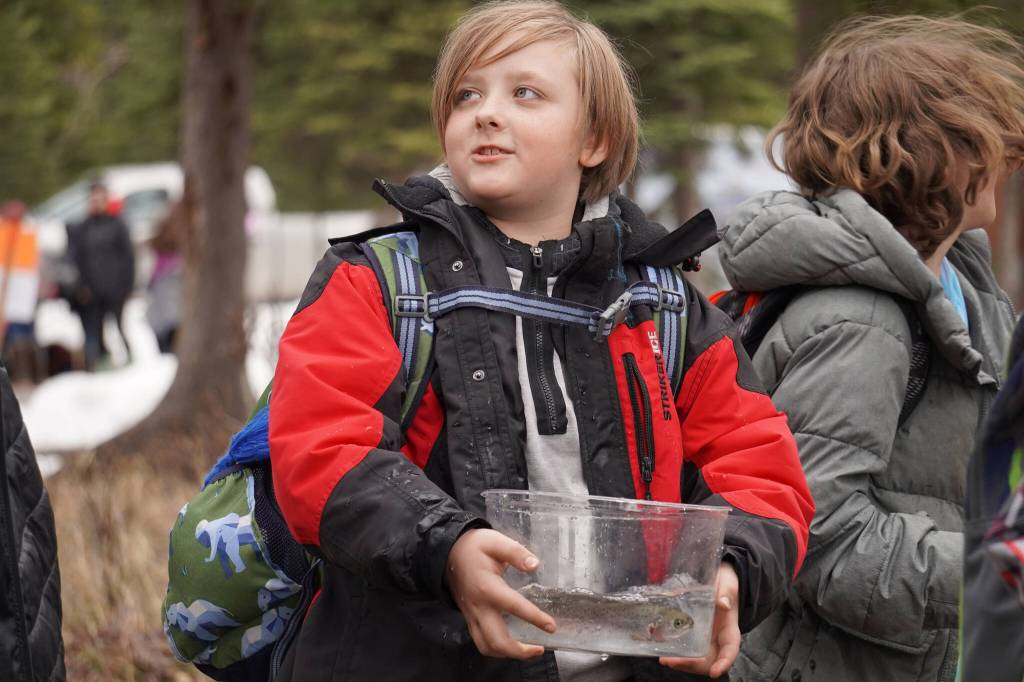 An elementary student prepares to stock rainbow trout in Johnson Lake during Salmon Celebration on Wednesday, May 10, 2023, at Johnson Lake in Kasilof, Alaska. (Jake Dye/Peninsula Clarion)