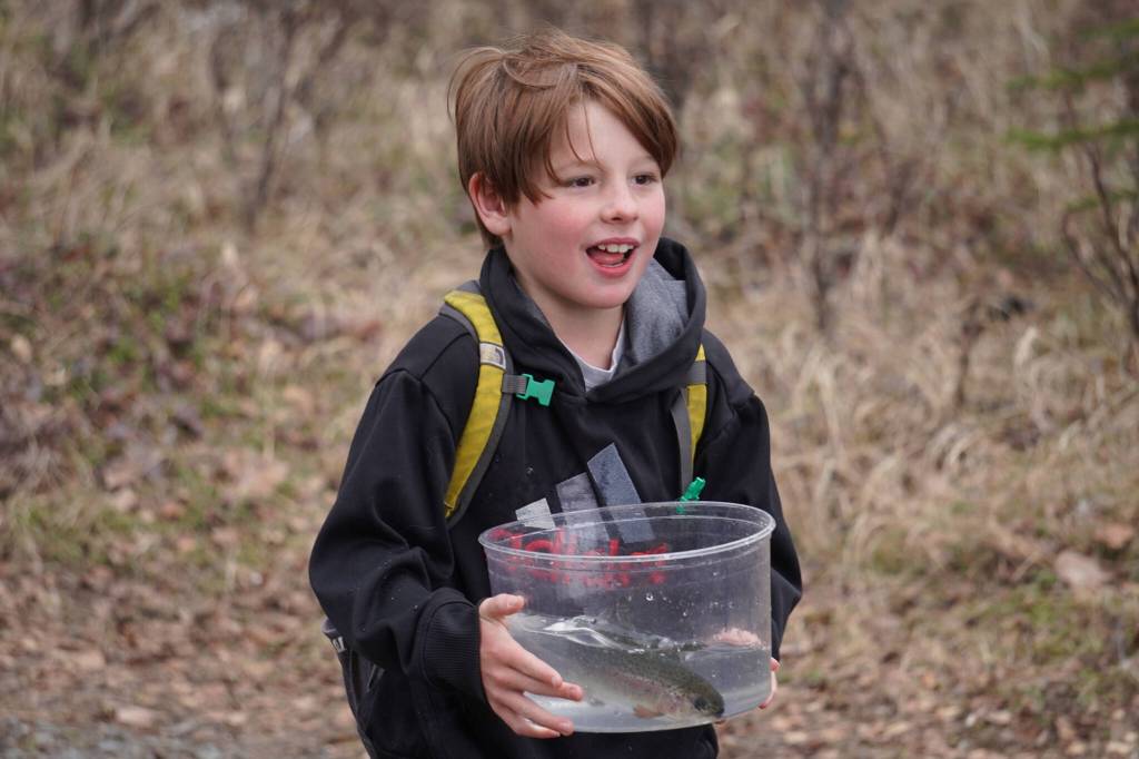 An elementary student prepares to stock rainbow trout in Johnson Lake during Salmon Celebration on Wednesday, May 10, 2023, at Johnson Lake in Kasilof, Alaska. (Jake Dye/Peninsula Clarion)
