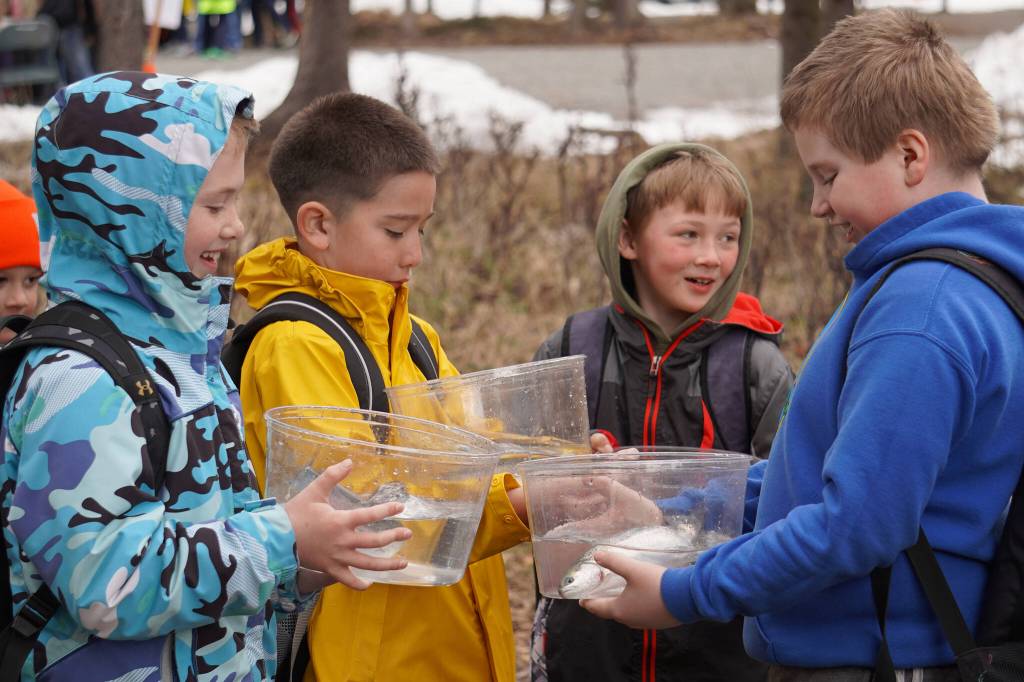 Elementary students prepare to stock rainbow trout in Johnson Lake during Salmon Celebration on Wednesday, May 10, 2023, at Johnson Lake in Kasilof, Alaska. (Jake Dye/Peninsula Clarion)