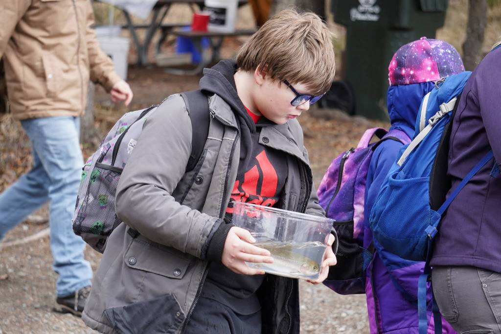 An elementary student prepares to stock rainbow trout in Johnson Lake during Salmon Celebration on Wednesday, May 10, 2023, at Johnson Lake in Kasilof, Alaska. (Jake Dye/Peninsula Clarion)