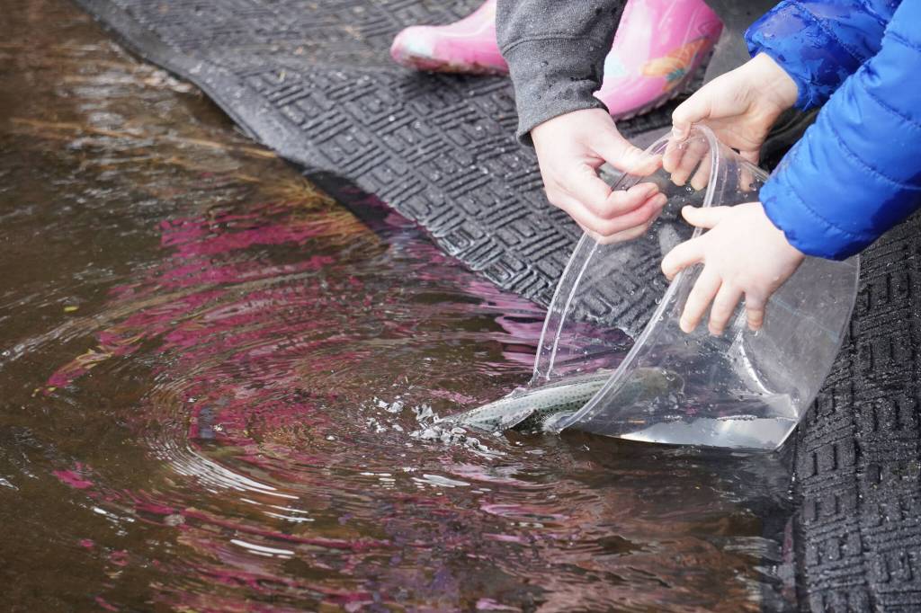An elementary student stocks rainbow trout in Johnson Lake during Salmon Celebration on Wednesday, May 10, 2023, at Johnson Lake in Kasilof, Alaska. (Jake Dye/Peninsula Clarion)