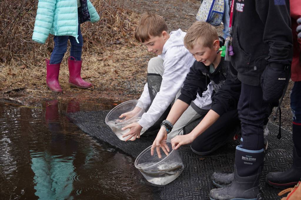 Elementary students stock rainbow trout in Johnson Lake during Salmon Celebration on Wednesday, May 10, 2023, at Johnson Lake in Kasilof, Alaska. (Jake Dye/Peninsula Clarion)