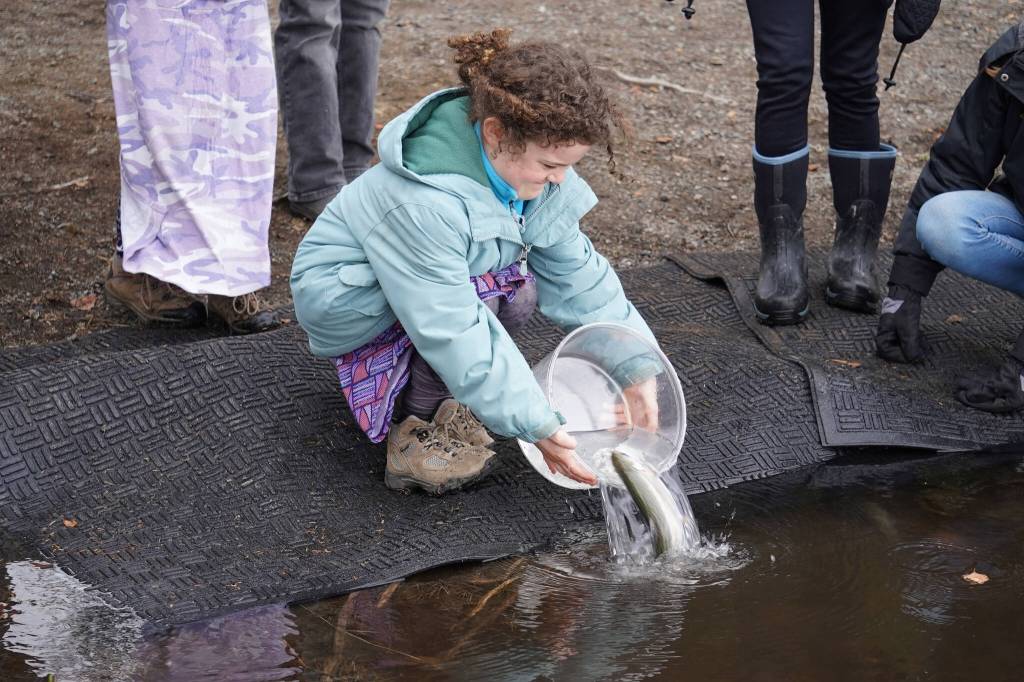 An elementary student stocks rainbow trout in Johnson Lake during Salmon Celebration on Wednesday, May 10, 2023, at Johnson Lake in Kasilof, Alaska. (Jake Dye/Peninsula Clarion)