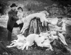(Photo from a lantern slide courtesy of Gary Titus
This 1904 Baughman Collection photo shows two huntersDr. John Baughman (left, holding girl) and W.H. Casewith four mountain goats they killed near the summit of White Pass and brought back to their home in Skagway later by train.