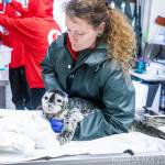 Alaska SeaLife Center staff treat a harbor seal pup at the Alaska SeaLife Center in Seward, Alaska. (Photo courtesy Kaiti Grant/Alaska SeaLife Center)