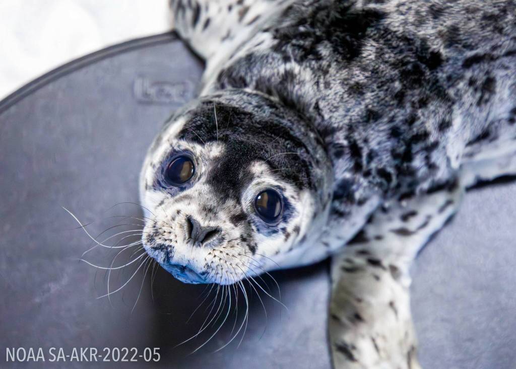 One of three recently admitted harbor seal pups is seen at the Alaska SeaLife Center in Seward, Alaska. (Photo courtesy Kaiti Grant/Alaska SeaLife Center)