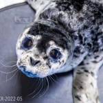 One of three recently admitted harbor seal pups is seen at the Alaska SeaLife Center in Seward, Alaska. (Photo courtesy Kaiti Grant/Alaska SeaLife Center)