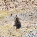 A wild hare stops for a rest in May 2023 in Anchor Point, Alaska. (Delcenia Cosman/Homer News)