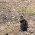 A wild hare peeks over its shoulder at the photographer as it stops for a rest in May 2023 in Anchor Point, Alaska. (Delcenia Cosman/Homer News)