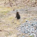 A wild hare stops for a rest in May 2023 in Anchor Point, Alaska. (Delcenia Cosman/Homer News)