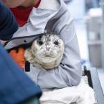 A harbor seal pup looks into the camera at the Alaska SeaLife Center in Seward, Alaska, on Friday, June 2, 2023. (Photo courtesy Peter Sculli/Alaska SeaLife Center)