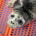 A harbor seal pup looks into the camera at the Alaska SeaLife Center in Seward, Alaska, on Sunday, June 4, 2023. (Photo courtesy Peter Sculli/Alaska SeaLife Center)