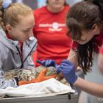 A harbor seal pup is treated by staff at the Alaska SeaLife Center in Seward, Alaska, on Thursday, June 8, 2023. (Photo courtesy Peter Sculli/Alaska SeaLife Center)
