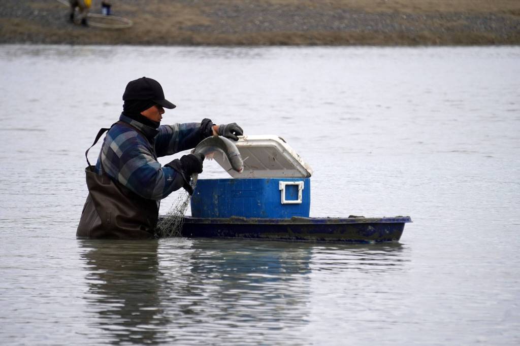 An angler puts a freshly caught sockeye salmon into a cooler at the mouth of the Kasilof River on Monday, June 26, 2023, in Kasilof, Alaska. (Jake Dye/Peninsula Clarion)