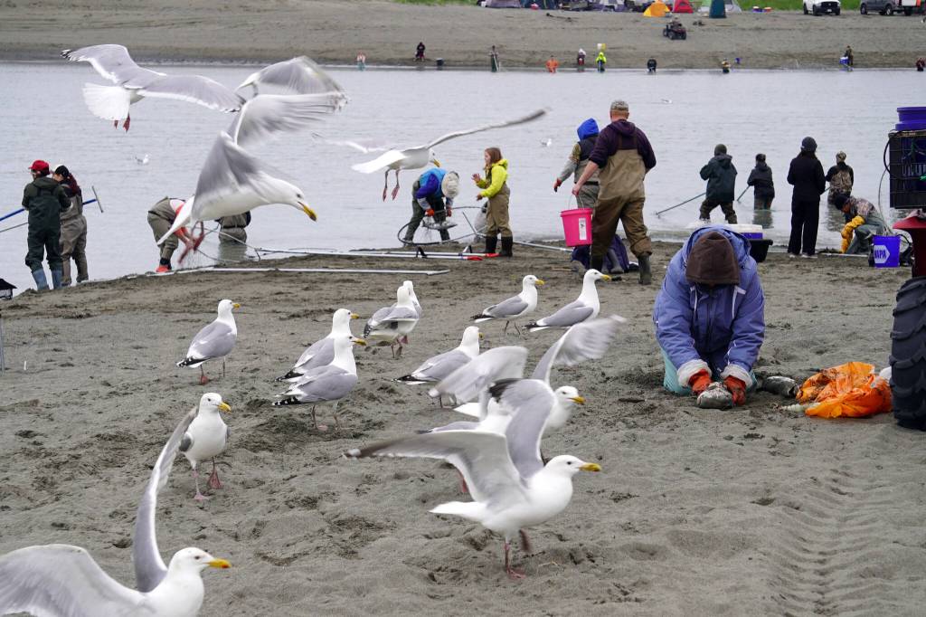 An audience of seagulls waits impatiently as an angler cleans their catch at the mouth of the Kasilof River on Monday, June 26, 2023, in Kasilof, Alaska. (Jake Dye/Peninsula Clarion)
