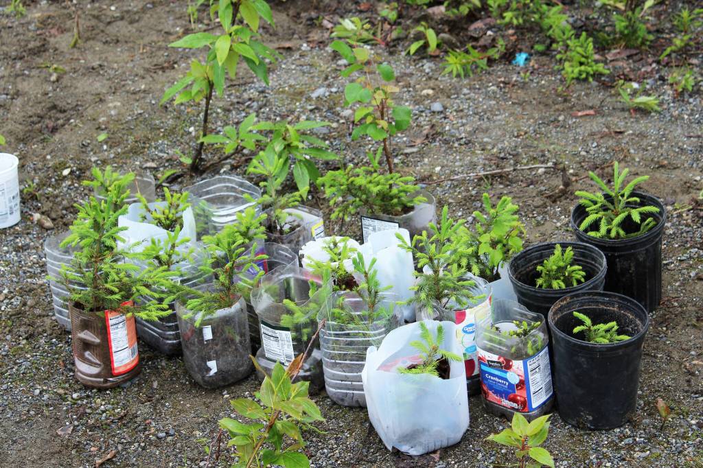 Baby white spruce trees sit newly potted near the Soldotna Regional Sports Complex on Tuesday, June 27, 2023 in Soldotna, Alaska. (Ashlyn OHara/Peninsula Clarion)