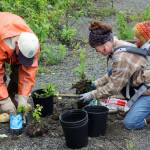From left, Tony Lewis, Kaitlin Vadla and her daughter, Skadi, repot white spruce trees near the Soldotna Regional Sports Complex on Tuesday, June 27, 2023 in Soldotna, Alaska. (Ashlyn OHara/Peninsula Clarion)