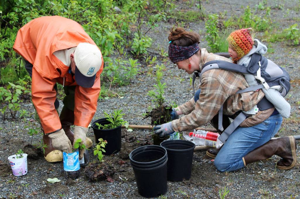 From left, Tony Lewis, Kaitlin Vadla and her daughter, Skadi, repot white spruce trees near the Soldotna Regional Sports Complex on Tuesday, June 27, 2023 in Soldotna, Alaska. (Ashlyn OHara/Peninsula Clarion)