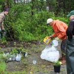 Volunteers with Cook Inletkeeper repot baby white spruce trees near the Soldotna Regional Sports Complex on Tuesday, June 27, 2023 in Soldotna, Alaska. (Ashlyn OHara/Peninsula Clarion)