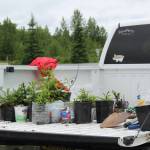 Repotted baby white spruce trees sit in the bed of a truck near the Soldotna Regional Sports Complex on Tuesday, June 27, 2023 in Soldotna, Alaska. (Ashlyn OHara/Peninsula Clarion)