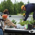 From left, Skadi Vadla, Kaitlin Vadla and David Knight, load baby white spruce trees into the bed of a truck near the Soldotna Regional Sports Complex on Tuesday, June 27, 2023 in Soldotna, Alaska. (Ashlyn OHara/Peninsula Clarion)