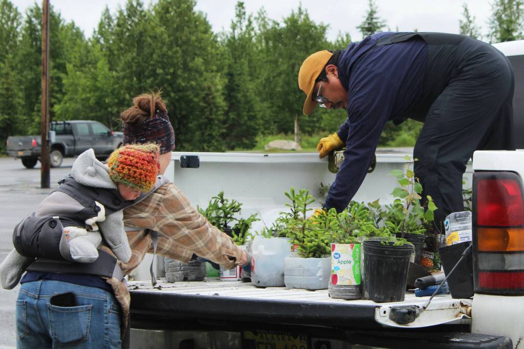 From left, Skadi Vadla, Kaitlin Vadla and David Knight, load baby white spruce trees into the bed of a truck near the Soldotna Regional Sports Complex on Tuesday, June 27, 2023 in Soldotna, Alaska. (Ashlyn OHara/Peninsula Clarion)