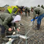The interns working with Salamatof Tribe Duhdeldiht Youth Services learn to harvest salmon from an educational set net. (Photo courtesy Michael Bernard)