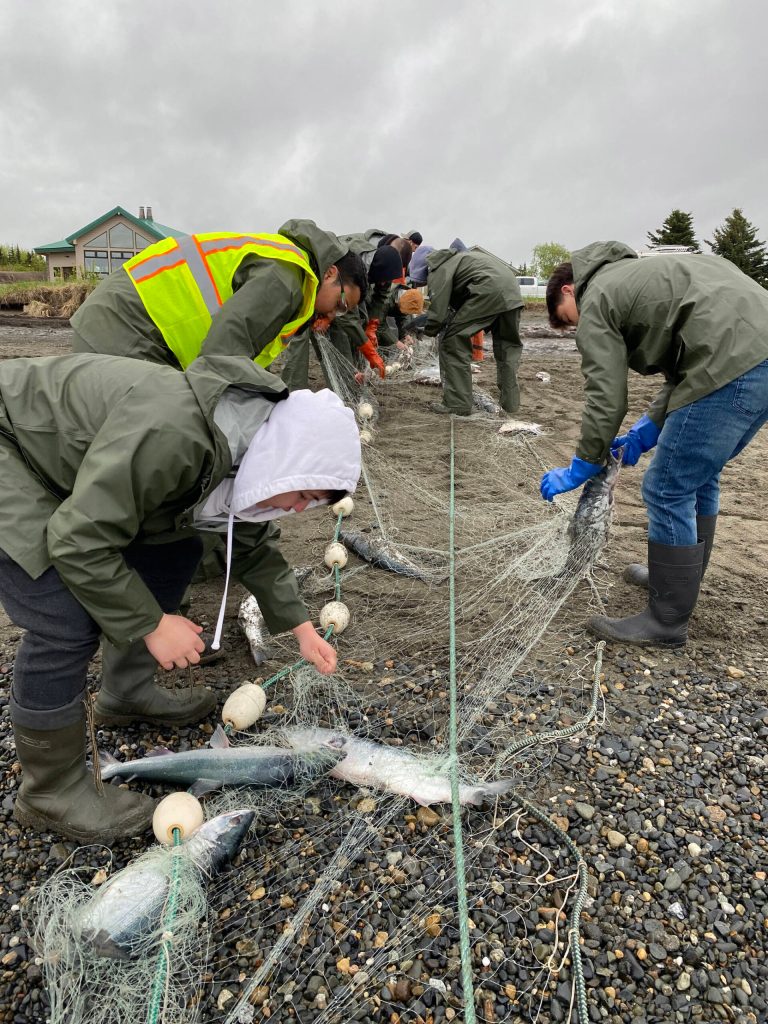 The interns working with Salamatof Tribe Duhdeldiht Youth Services learn to harvest salmon from an educational set net. (Photo courtesy Michael Bernard)