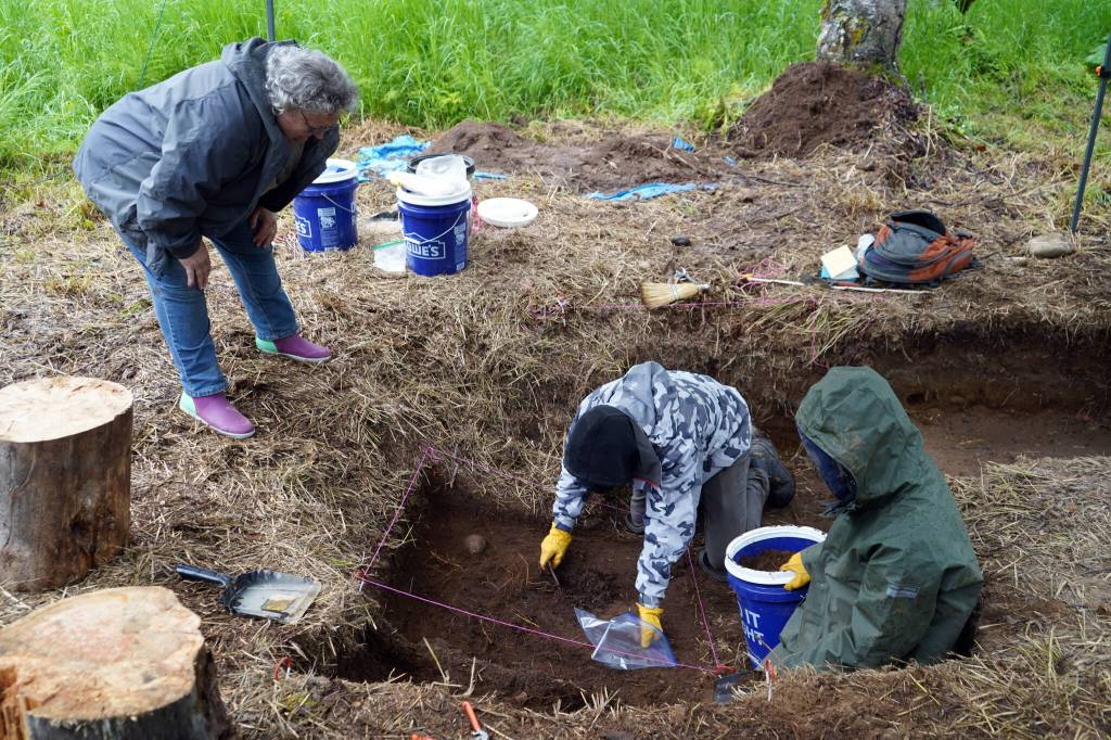 One of the interns working with Salamatof Tribe Duhdeldiht Youth Services collects a soil sample at an archeological site near Nikiski, Alaska, on Tuesday, June 27, 2023. (Jake Dye/Peninsula Clarion)