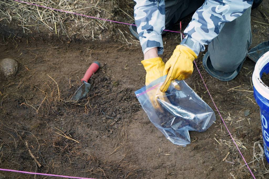 One of the interns working with Salamatof Tribe Duhdeldiht Youth Services collects a soil sample at an archeological site near Nikiski, Alaska, on Tuesday, June 27, 2023. (Jake Dye/Peninsula Clarion)