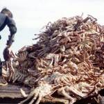 The bounty of the sea in Homer once included mounds of king crab, which the Fengers enjoyed along with shrimp and salmon and halibut. This photo was taken in 1964 at the Homer Spit dock. (Photo courtesy of the Fenger Family Collection)