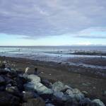 Countless anglers seek clams at Ninilchik Beach in Ninilchik, Alaska on Saturday, July 1, 2023. (Jake Dye/Peninsula Clarion)