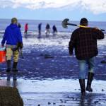 Anglers move out to seek clams at Ninilchik Beach in Ninilchik, Alaska on Saturday, July 1, 2023. (Jake Dye/Peninsula Clarion)