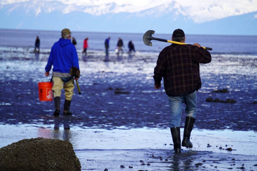 Anglers move out to seek clams at Ninilchik Beach in Ninilchik, Alaska on Saturday, July 1, 2023. (Jake Dye/Peninsula Clarion)
