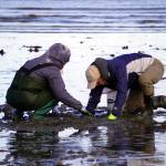Anglers seek clams at Ninilchik Beach in Ninilchik, Alaska on Saturday, July 1, 2023. (Jake Dye/Peninsula Clarion)
