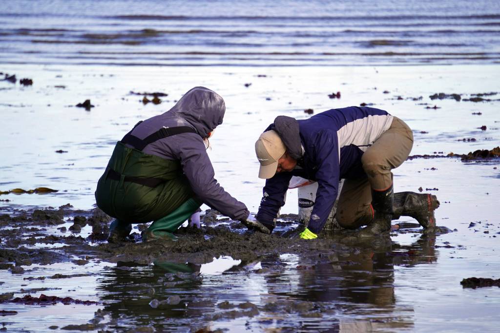 Anglers seek clams at Ninilchik Beach in Ninilchik, Alaska on Saturday, July 1, 2023. (Jake Dye/Peninsula Clarion)
