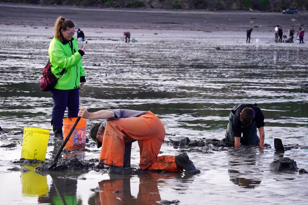 A woman takes a video of anglers elbow deep in the mud seeking clams at Ninilchik Beach in Ninilchik, Alaska on Saturday, July 1, 2023. (Jake Dye/Peninsula Clarion)