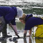 Anglers seek clams at Ninilchik Beach in Ninilchik, Alaska on Saturday, July 1, 2023. (Jake Dye/Peninsula Clarion)