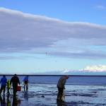 Anglers seek clams at Ninilchik Beach in Ninilchik, Alaska on Saturday, July 1, 2023. (Jake Dye/Peninsula Clarion)