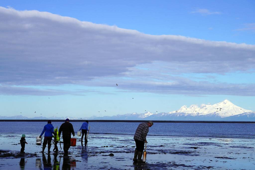 Anglers seek clams at Ninilchik Beach in Ninilchik, Alaska on Saturday, July 1, 2023. (Jake Dye/Peninsula Clarion)