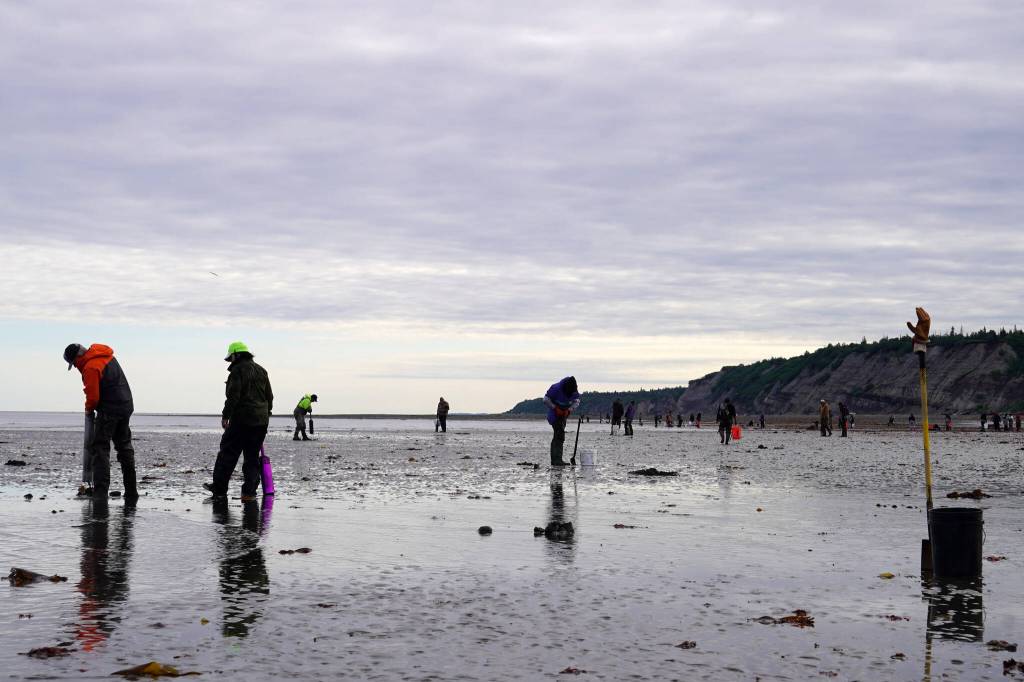 Countless anglers seek clams at Ninilchik Beach in Ninilchik, Alaska on Saturday, July 1, 2023. (Jake Dye/Peninsula Clarion)