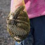 A bag of freshly dug razor clams is held aloft at the Ninilchik Beach in Ninilchik, Alaska, on Saturday, July 1, 2023. (Jake Dye/Peninsula Clarion)