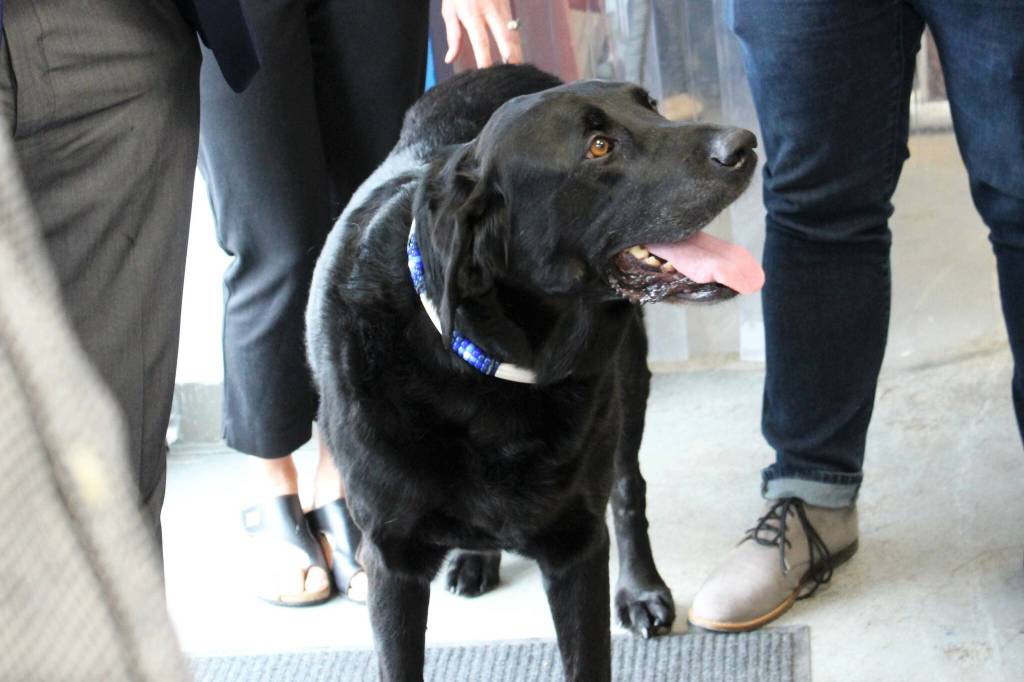 AlaSkins poster dog Max greets attendees at an event celebrating AlaSkins being named Alaska Manufacturer of the Year on Thursday, July 6, 2023 in Soldotna, Alaska. (Ashlyn OHara/Peninsula Clarion)