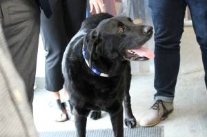 AlaSkins poster dog Max greets attendees at an event celebrating AlaSkins being named Alaska Manufacturer of the Year on Thursday, July 6, 2023 in Soldotna, Alaska. (Ashlyn OHara/Peninsula Clarion)