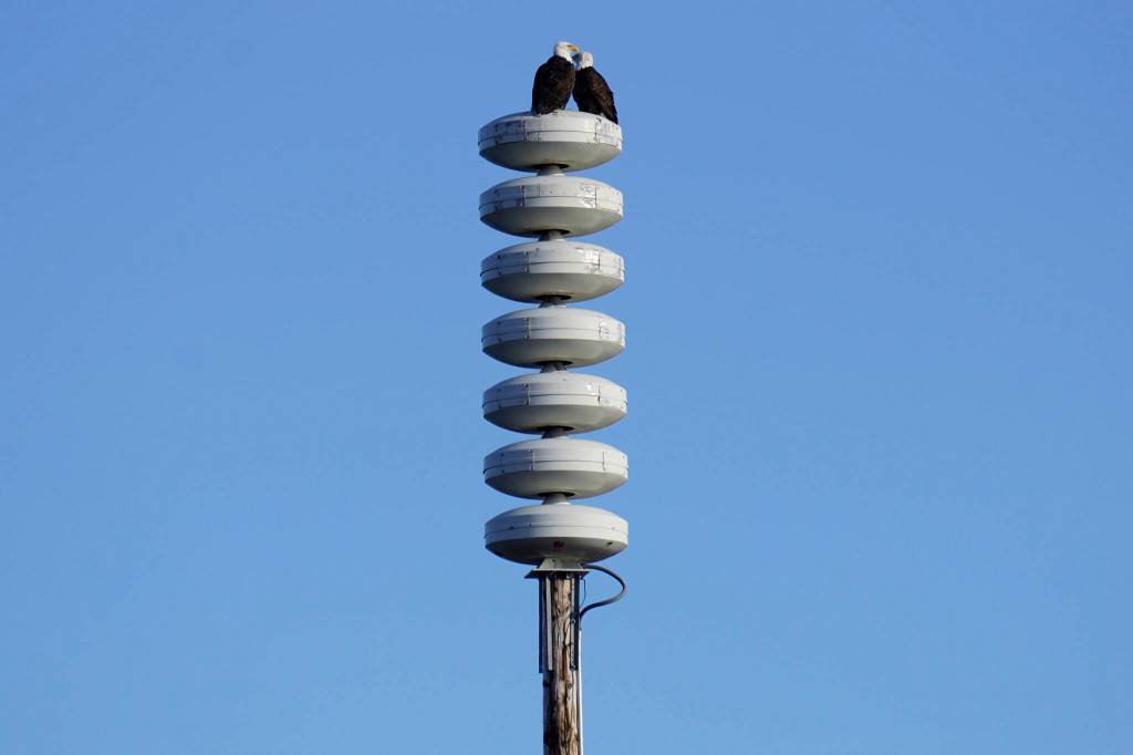 Two bald eagles perch Monday, March 14, 2022, on a tsunami warning tower on the Homer Spit. (Photo by Michael Armstrong/Homer News file)