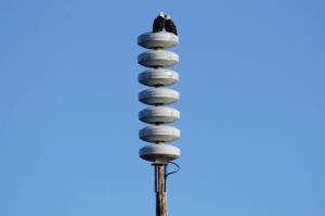 Two bald eagles perch Monday, March 14, 2022, on a tsunami warning tower on the Homer Spit. (Photo by Michael Armstrong/Homer News file)
