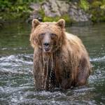 A bear behaving naturally on the river. (Photo by Colin Canterbury/ USFWS)