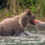 A brown bear cub catches a salmon carcass. (Photo by C. Canterbury/USFWS)