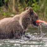 A brown bear cub "catches" a salmon carcass. (Photo by C. Canterbury/USFWS)